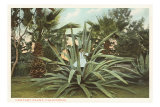 Century Plant with Little Girl Inside