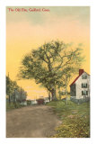 The Old Elm, Guilford, Connecticut