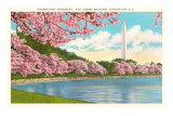 Buy Washington Monument, Cherry Blossoms, Washington D.C. at AllPosters.com