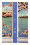 Cherry Blossoms, Capitol, Washington D.C.