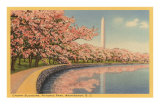 Washington Monument, Cherry Blossoms, Washington D.C.