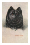 Chow Chow