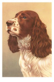 Springer Spaniel