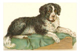 American Water Spaniel