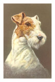 Wire-Haired Terrier