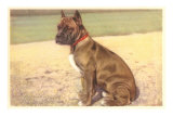 Boxer