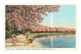 Japanese Children, Cherry Blossoms, Washington D.C.