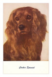 Cocker Spaniel
