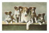 Family of Collies