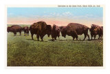 Buffalo, Black Hills, South Dakota