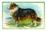 Collie Dog