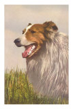 Collie