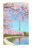 Cherry Blossoms, Washington Monument, Washington D.C.