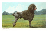 French Poodle