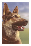 German Shepherd Head