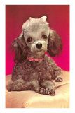 Poodle Pup
