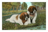 St. Bernard Puppies