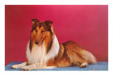 Collie