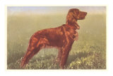 Irish Setter