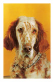 Morose English Setter