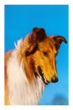Collie
