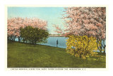 Cherry Blossoms, Tidal Basin, Washington D.C.
