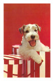 Wire-Haired Terrier Puppy