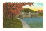 Cherry Blossoms, Tidal Basin, Washington D.C.