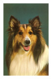 Collie