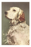 Retriever