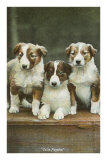 St. Bernard Puppies