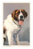 St. Bernard