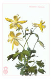 Columbine