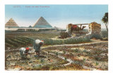 Farming by the Nile, Pyramids, Egypt