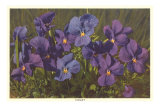 Violets