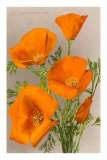 California Poppy