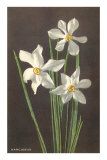 Narcissus