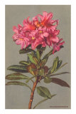 Rhododendron