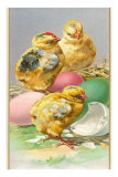 Three Chicks and Eggs