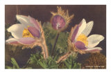 Spring Anemone