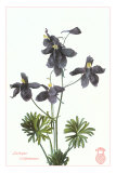 Larkspur