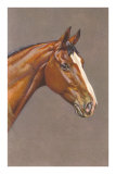 Brown Horse