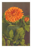 Marigold