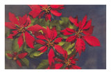 Pointsettias
