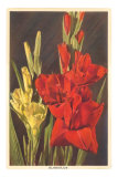 Gladiolus