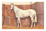 White Horse in Stall