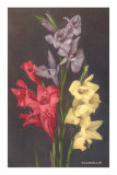 Gladiolus