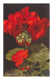 Geranium