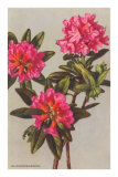 Rhododendron