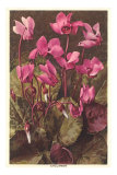 Cyclamen